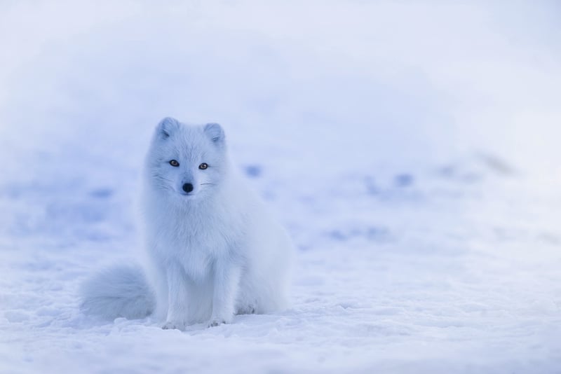 Arctic Wilderness
